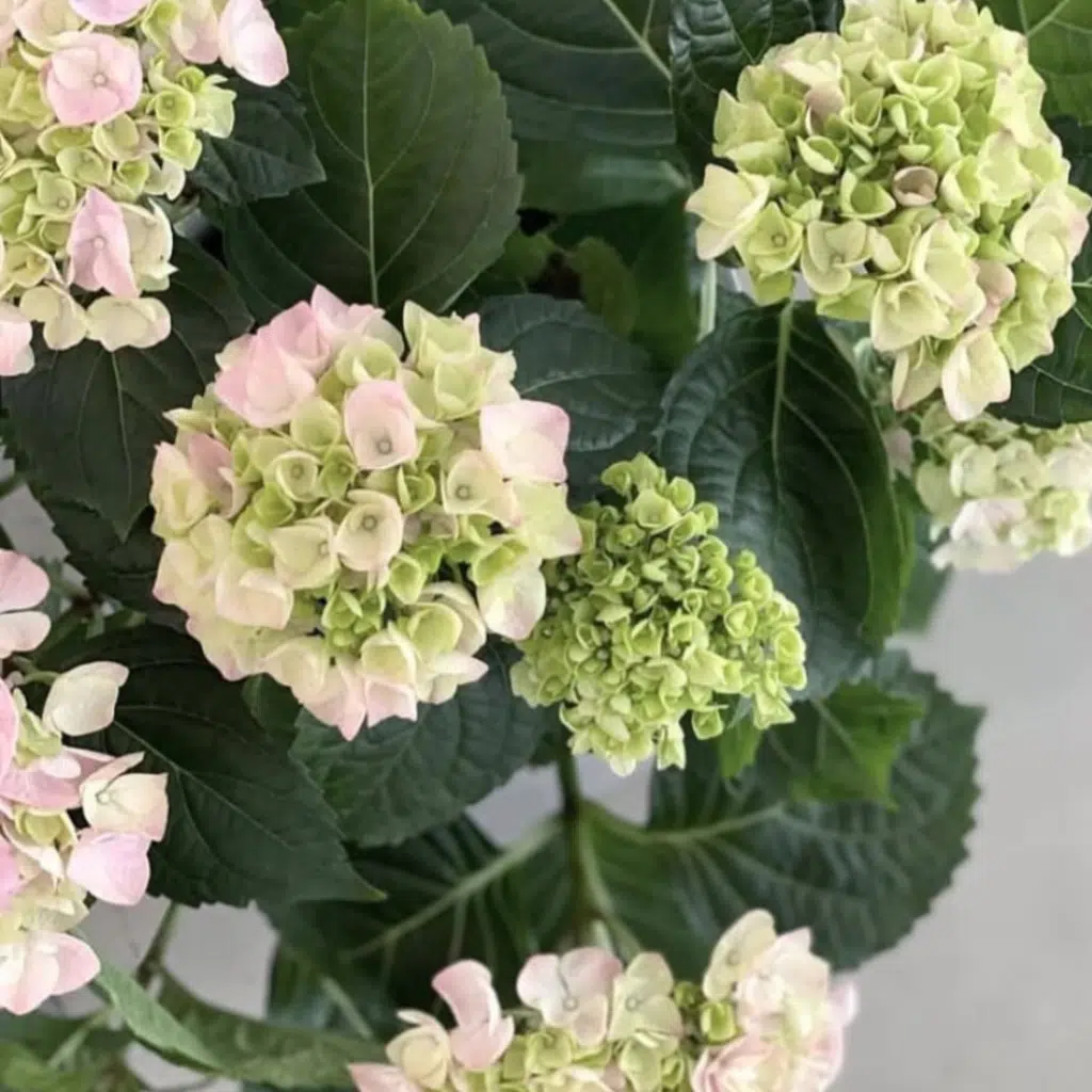 De Hydrangea macrophylla ‘Little White