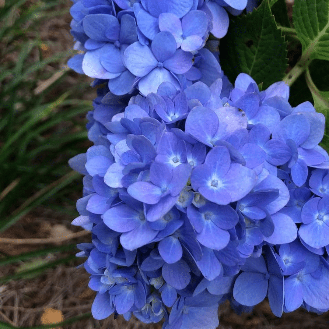 Hydrangea macr. Little Blue (Dwerghortensia) - Afbeelding 2