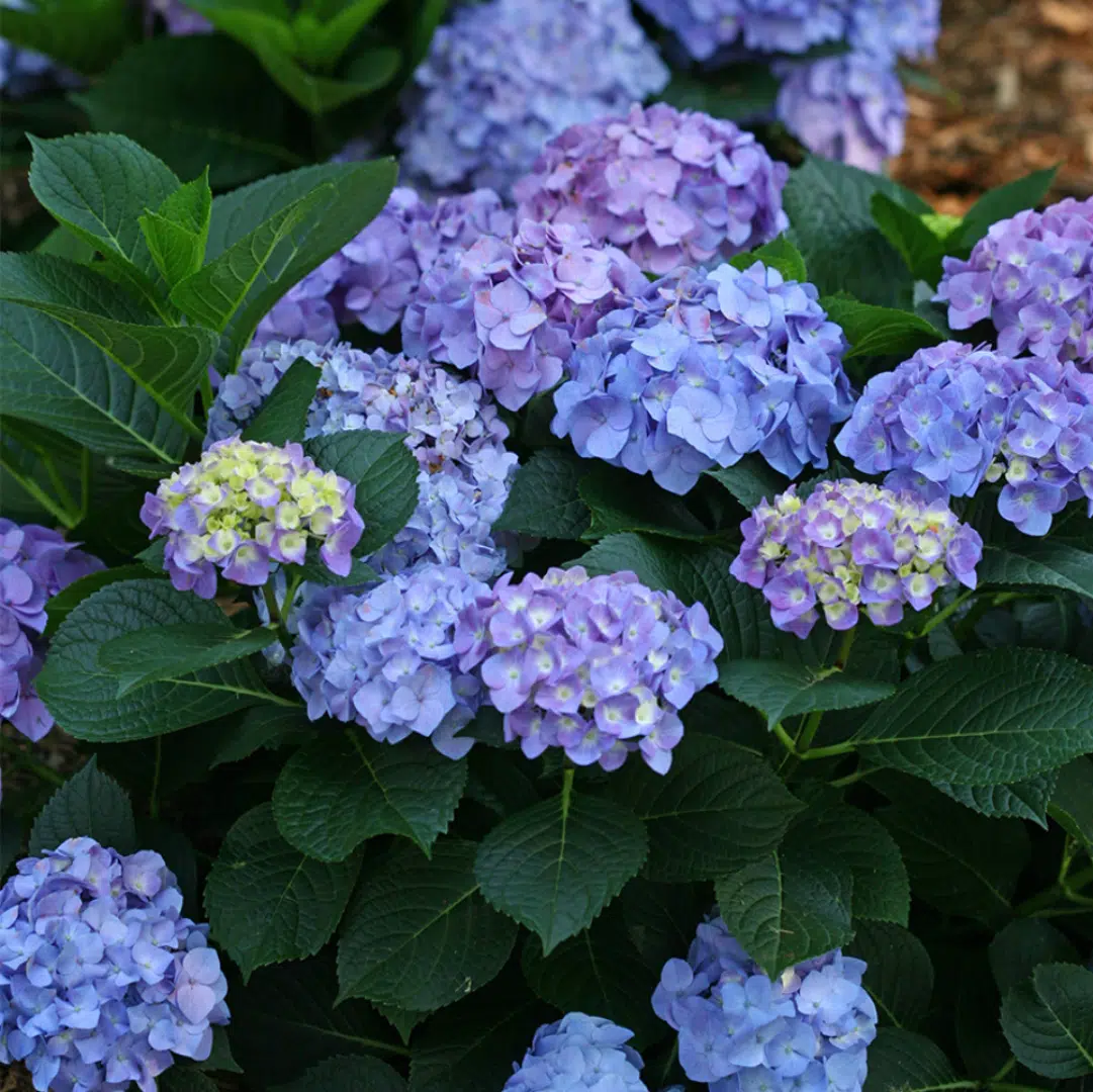 Hydrangea macr. Little red (Dwerghortensia)