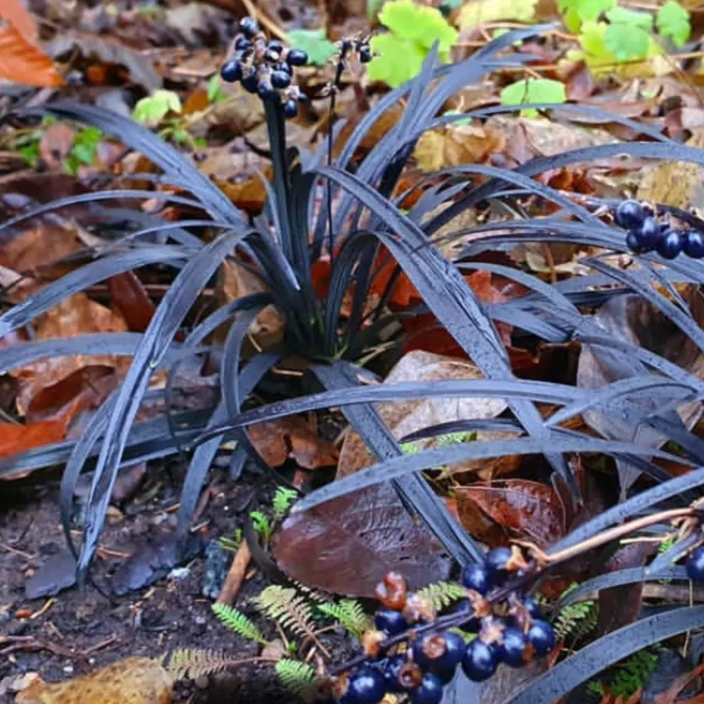 Ophiopogon plan. Niger (Zwarte slangenbaard)