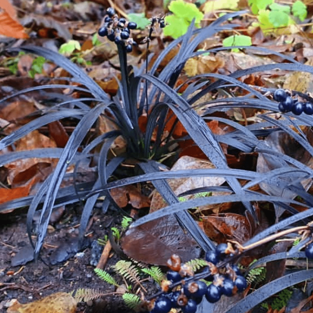 Ophiopogon plan. Niger (Zwarte slangenbaard)