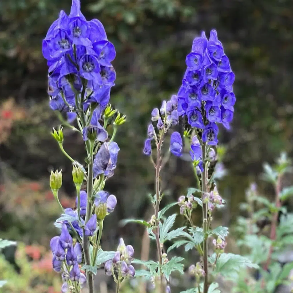 Aconitum carm. Arendsii (Monnikskap)