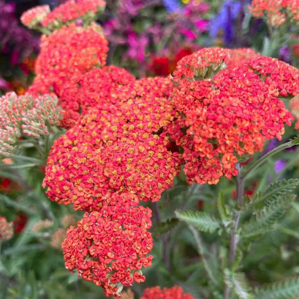 Achillea Walther Funcke (Duizendblad)