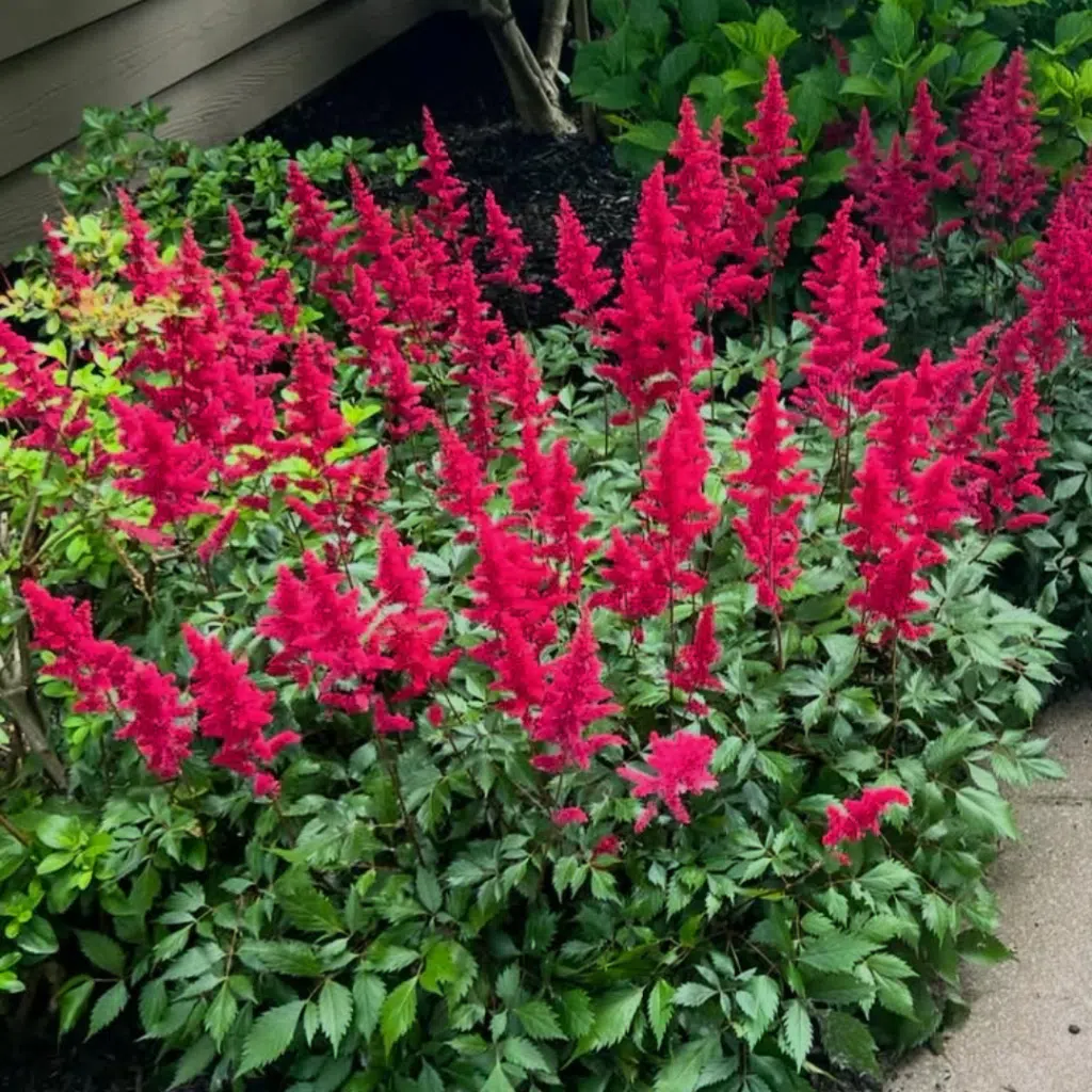 Astilbe ardensii Fanal (Pluimspirea)