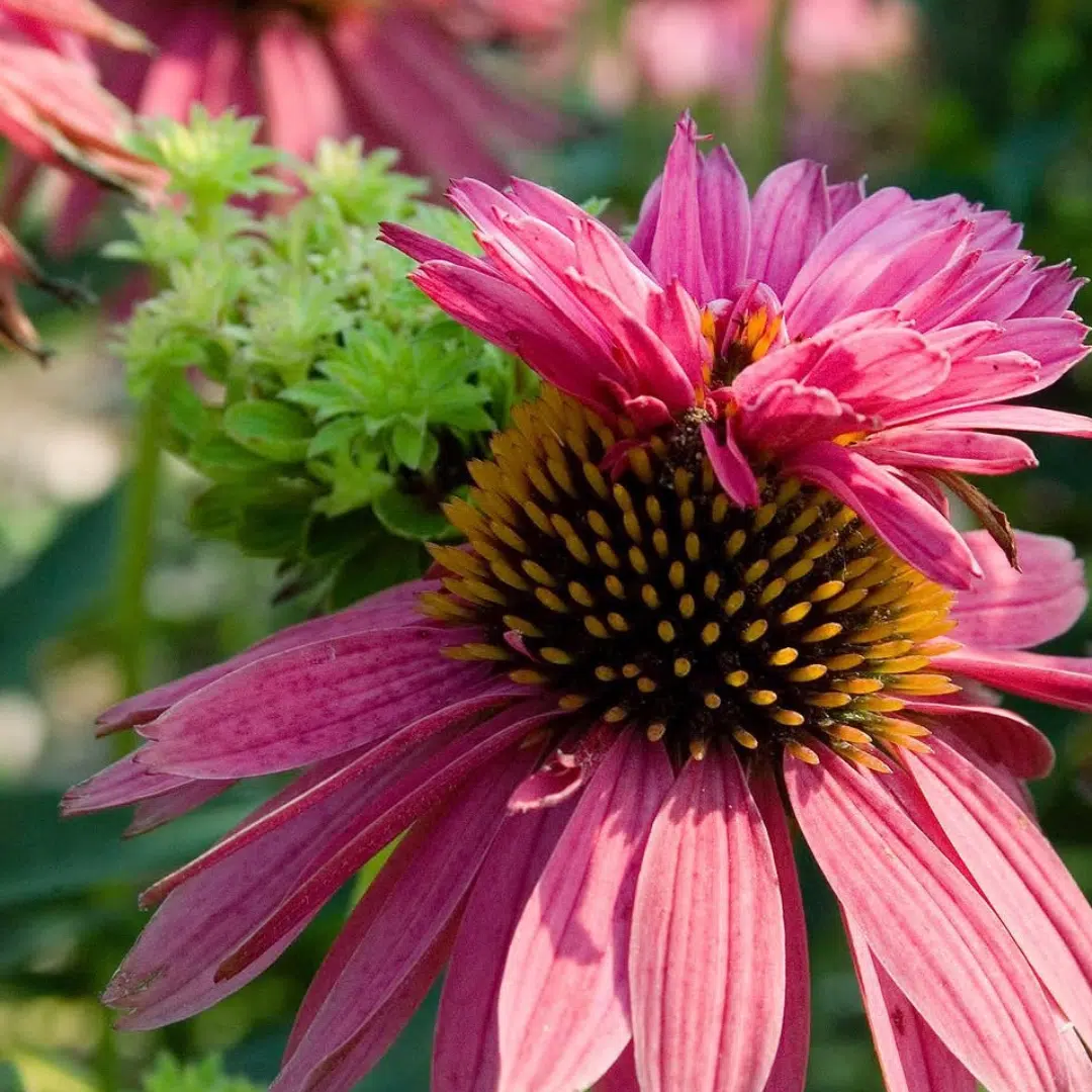 Echinacea p. Double-Decker (Zonnehoed) - Afbeelding 2