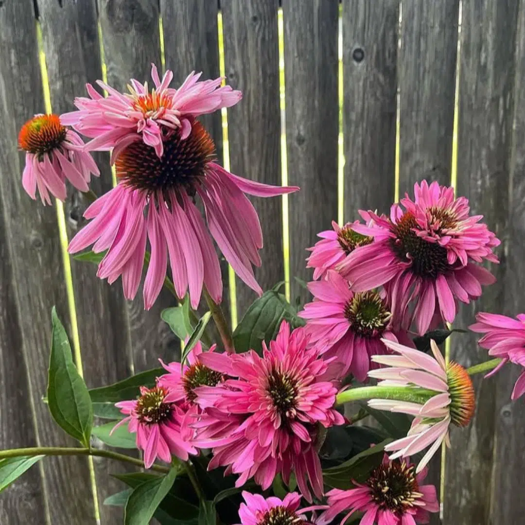 Echinacea p. Double-Decker (Zonnehoed)