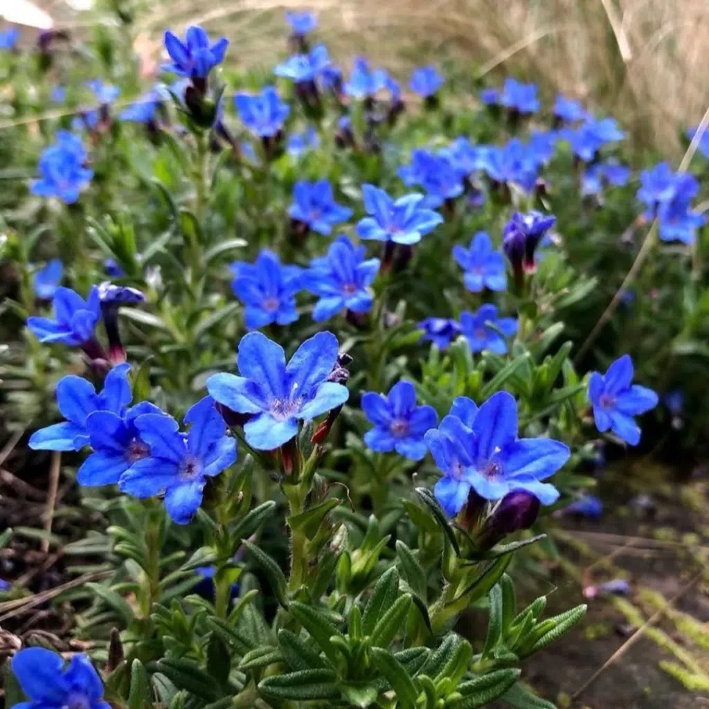 Glandora d. 'Heavenly Blue'