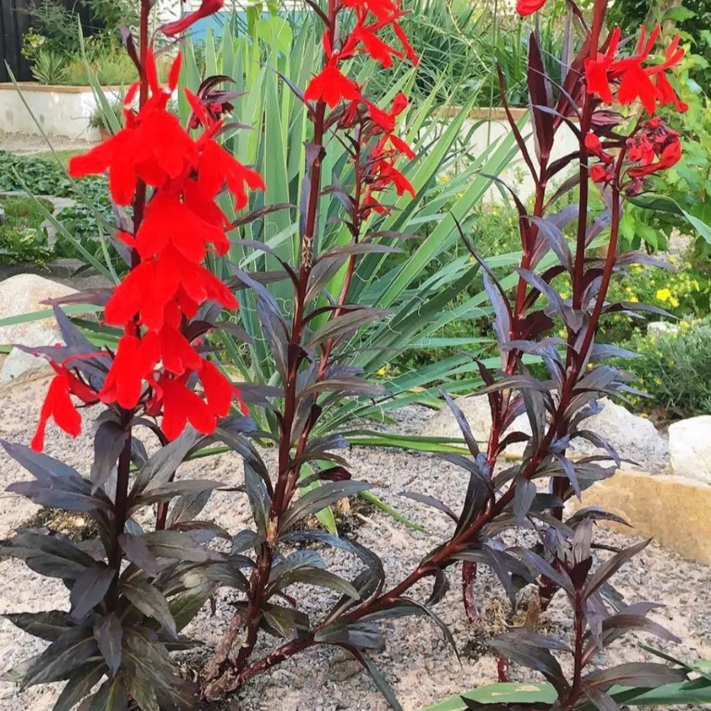 Lobelia 'Queen Victoria'