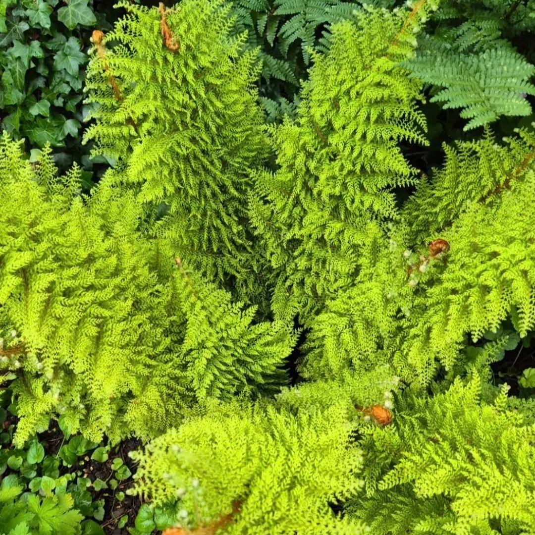 Polystichum setiferum Plumoso-Densum (Zachte naaldvaren)
