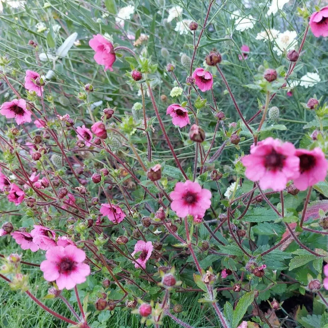 Potentilla nepalensis Miss Willmott (Ganzerik)