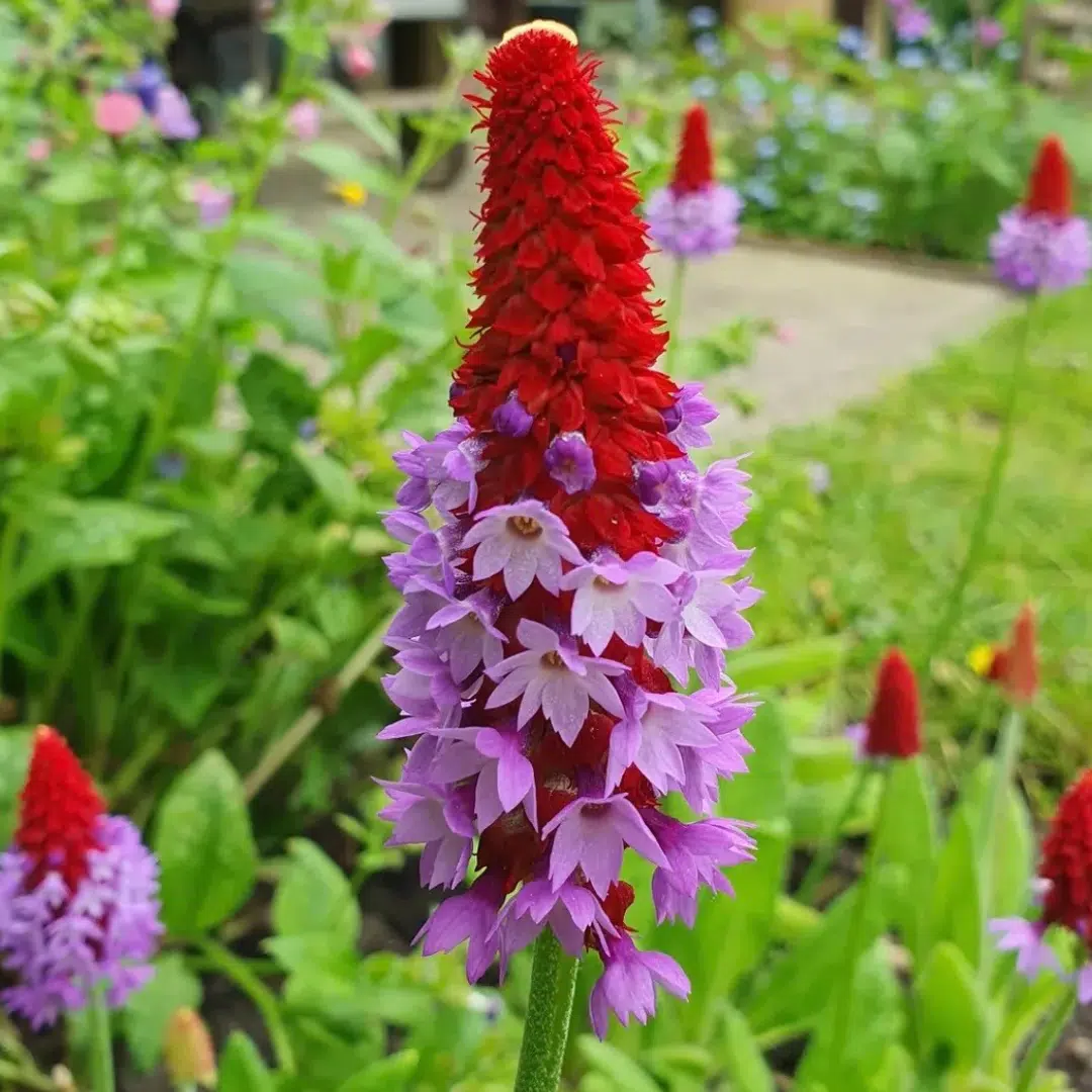 Primula vialii (Orchideeprimula) - Afbeelding 2