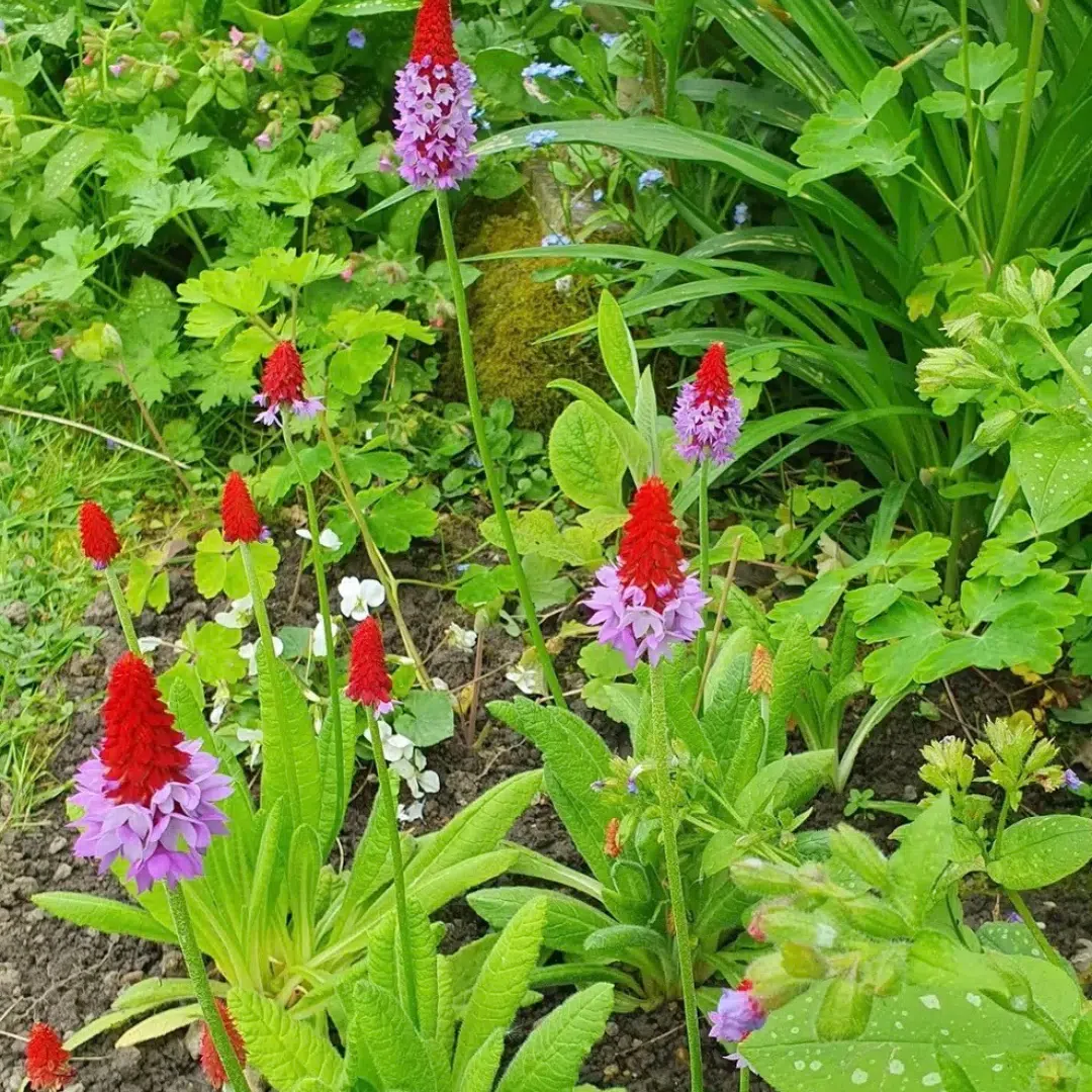 Primula vialii (Orchideeprimula)