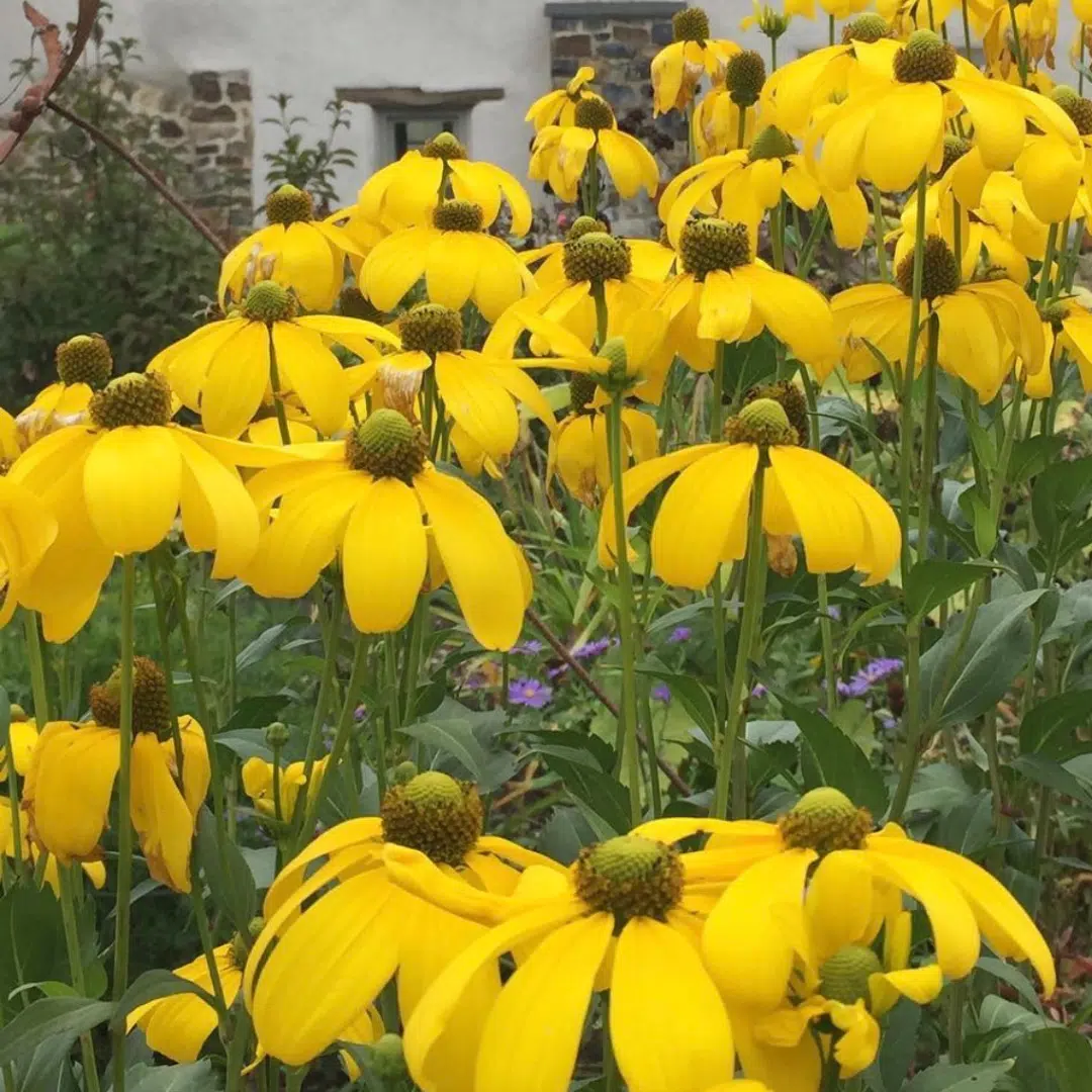 Rudbeckia nitida Herbstsonne (Zonnehoed)