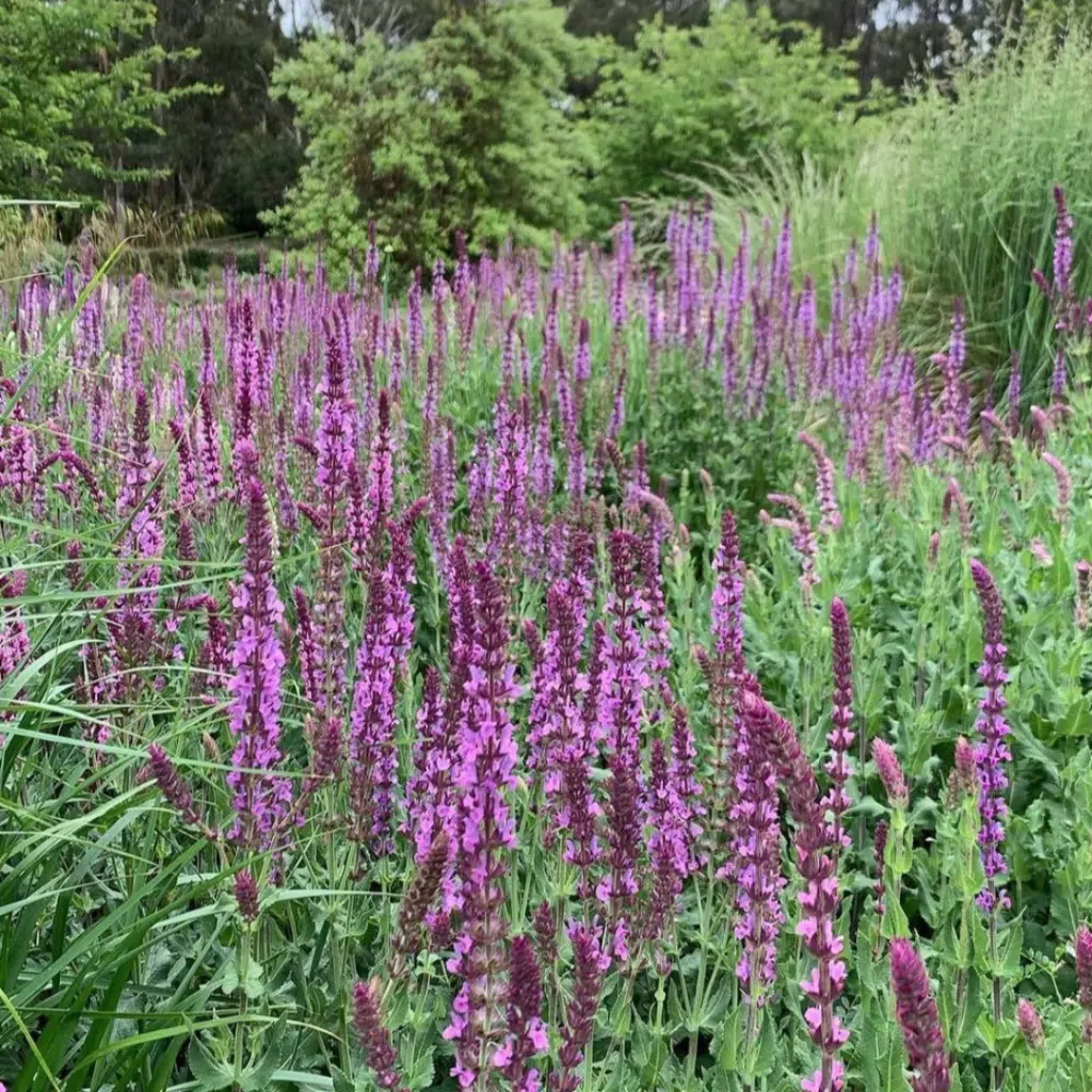 Salvia nemorosa Amethyst (Bossalie)
