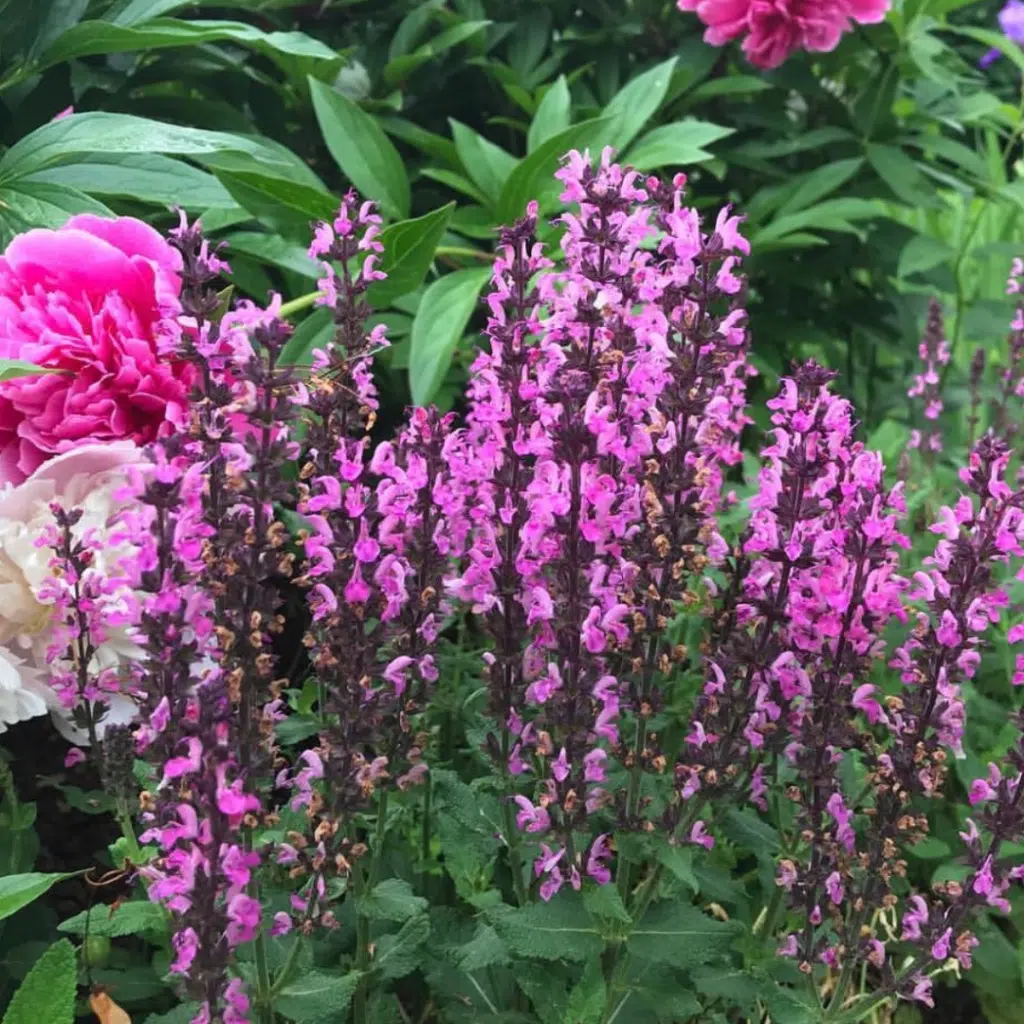 Salvia nemorosa Rose Queen (Bossalie)