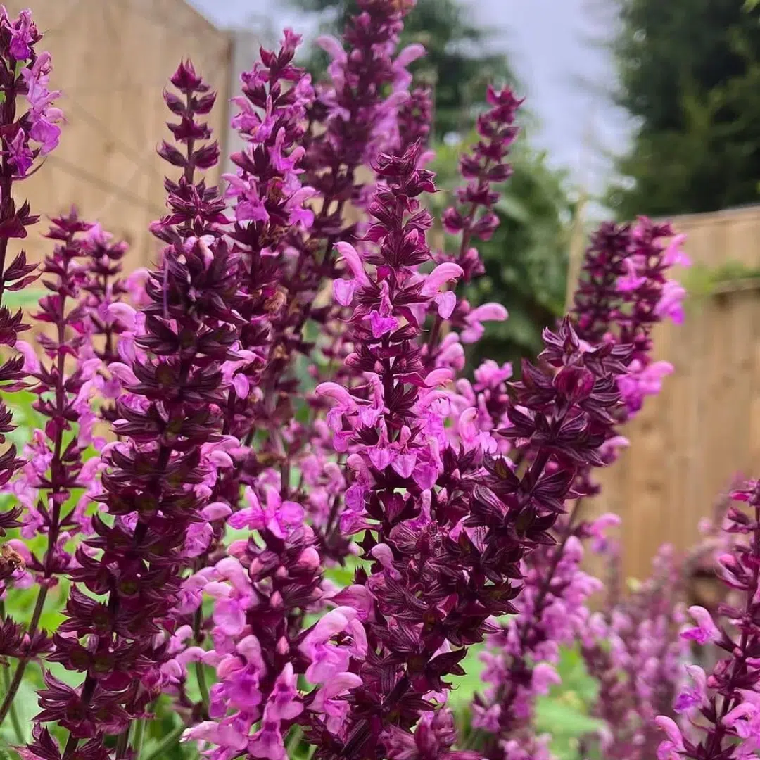 Salvia nemorosa Rose Queen (Bossalie) - Afbeelding 2