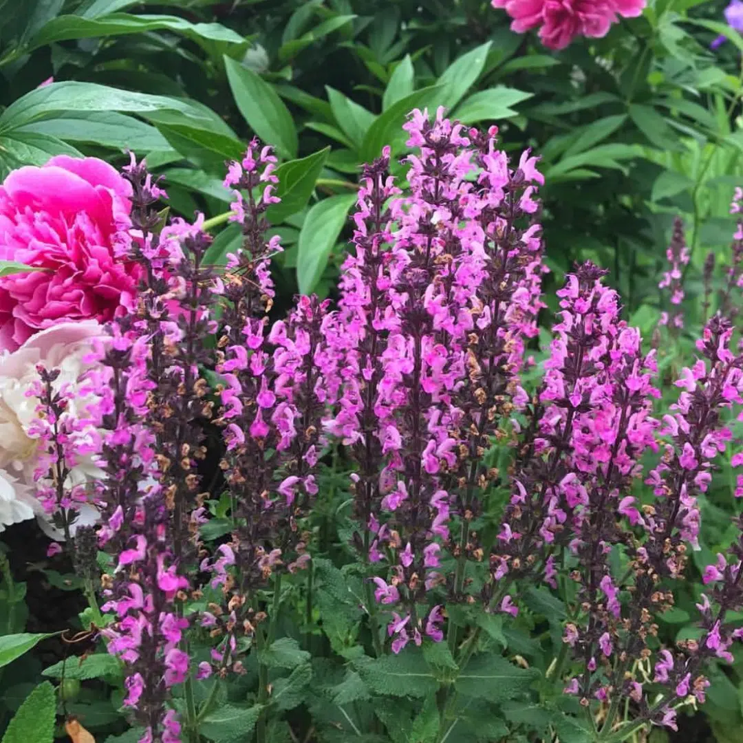 Salvia nemorosa Rose Queen (Bossalie)
