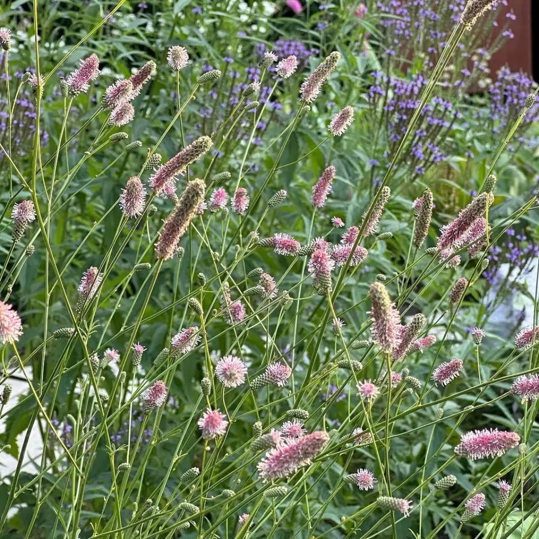 Sanguisorba officinalis Pink Tanna