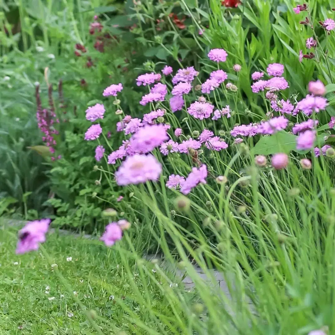 Sanguisorba tenuifolia Pink Elephant (Pimpernel)