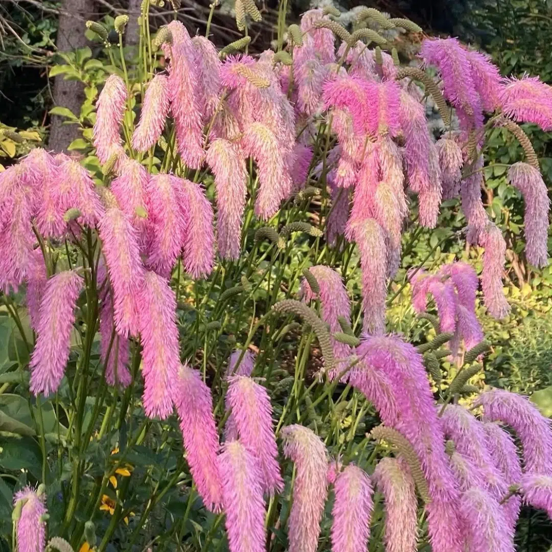 Sanguisorba tenuifolia Pink Elephant (Pimpernel)