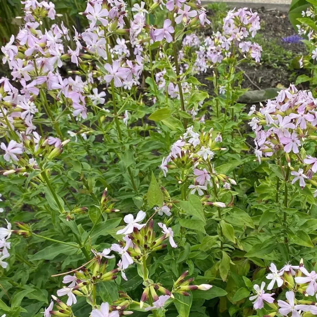 Saponaria officinalis (Zeepkruid)