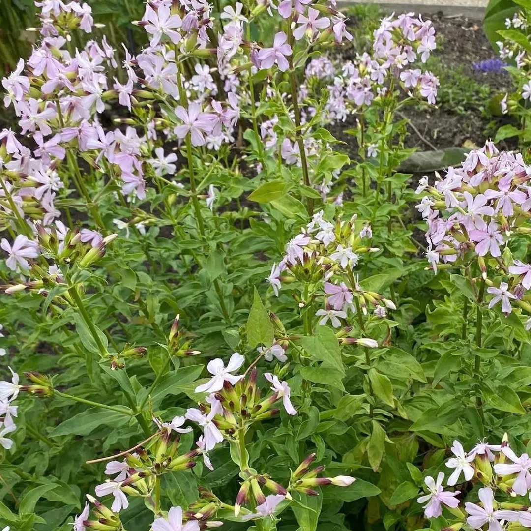 Saponaria officinalis (Zeepkruid)