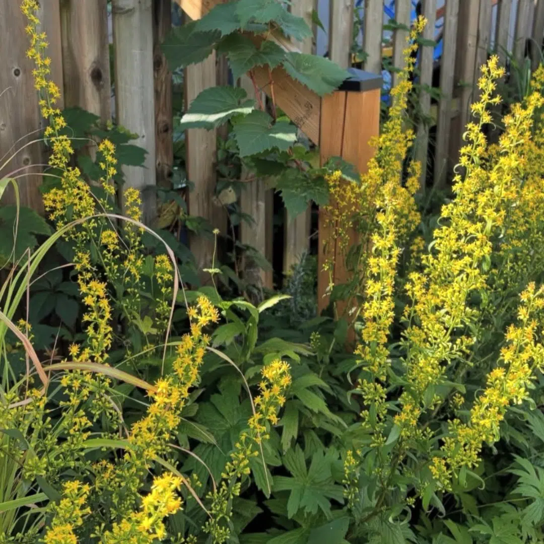 Solidago flexicaulis Flexi Belle (Guldenroede)