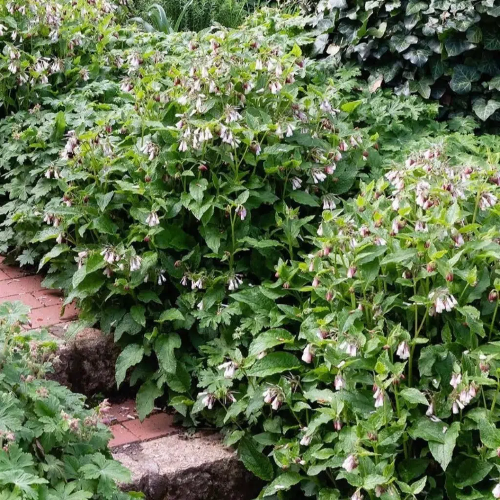 Symphytum grandiflorum Hidcote Blue (Smeerwortel)
