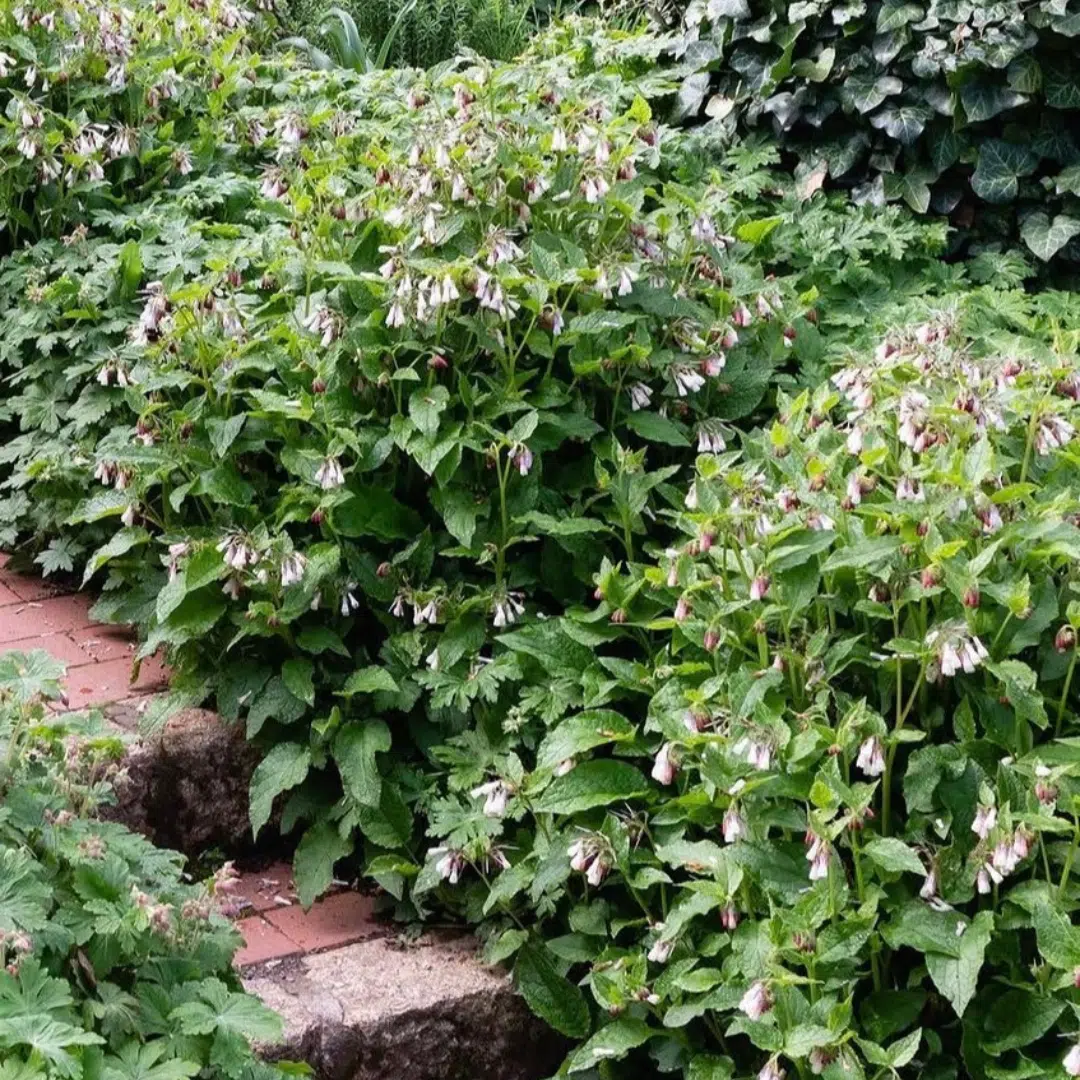 Symphytum grandiflorum Hidcote Blue (Smeerwortel)