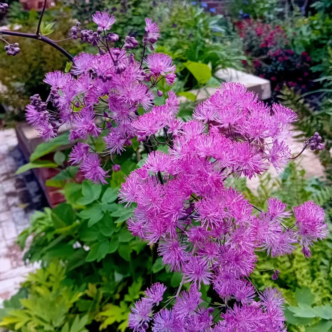 Thalictrum Black Stockings (Ruit) - Afbeelding 2