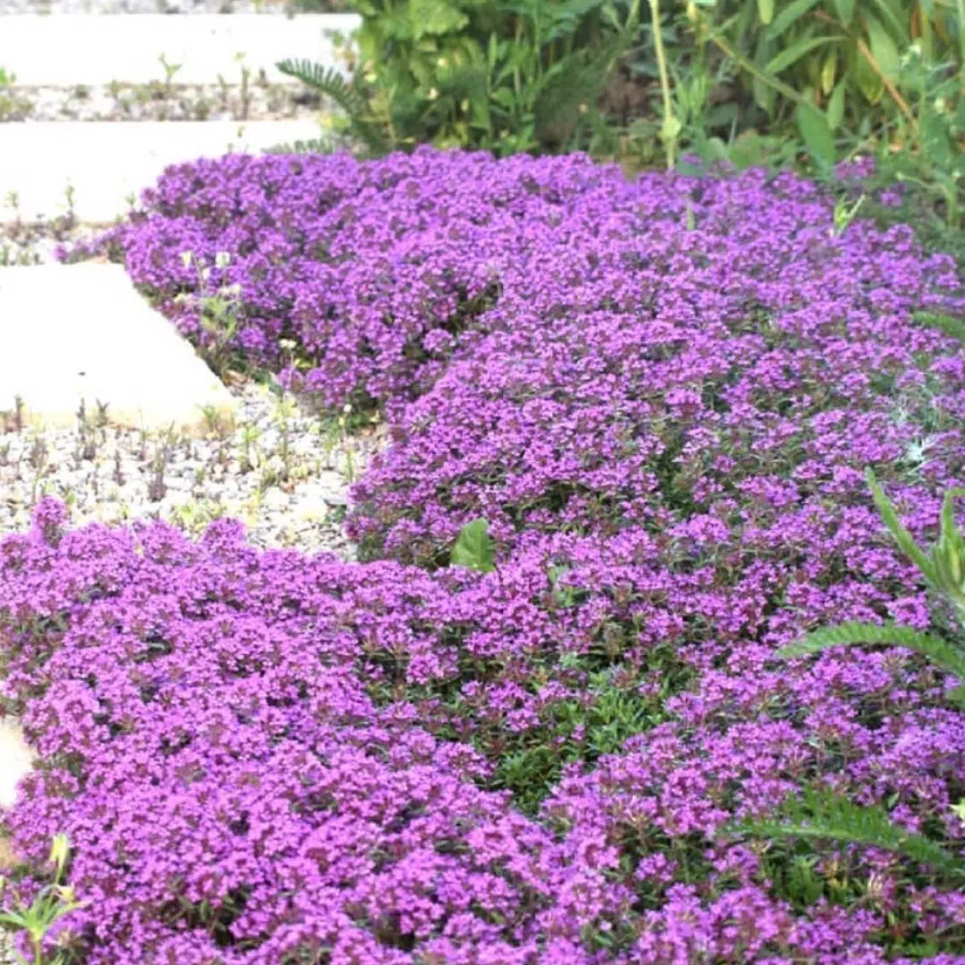 Thymus praecox Coccineus (Kruiptijm)