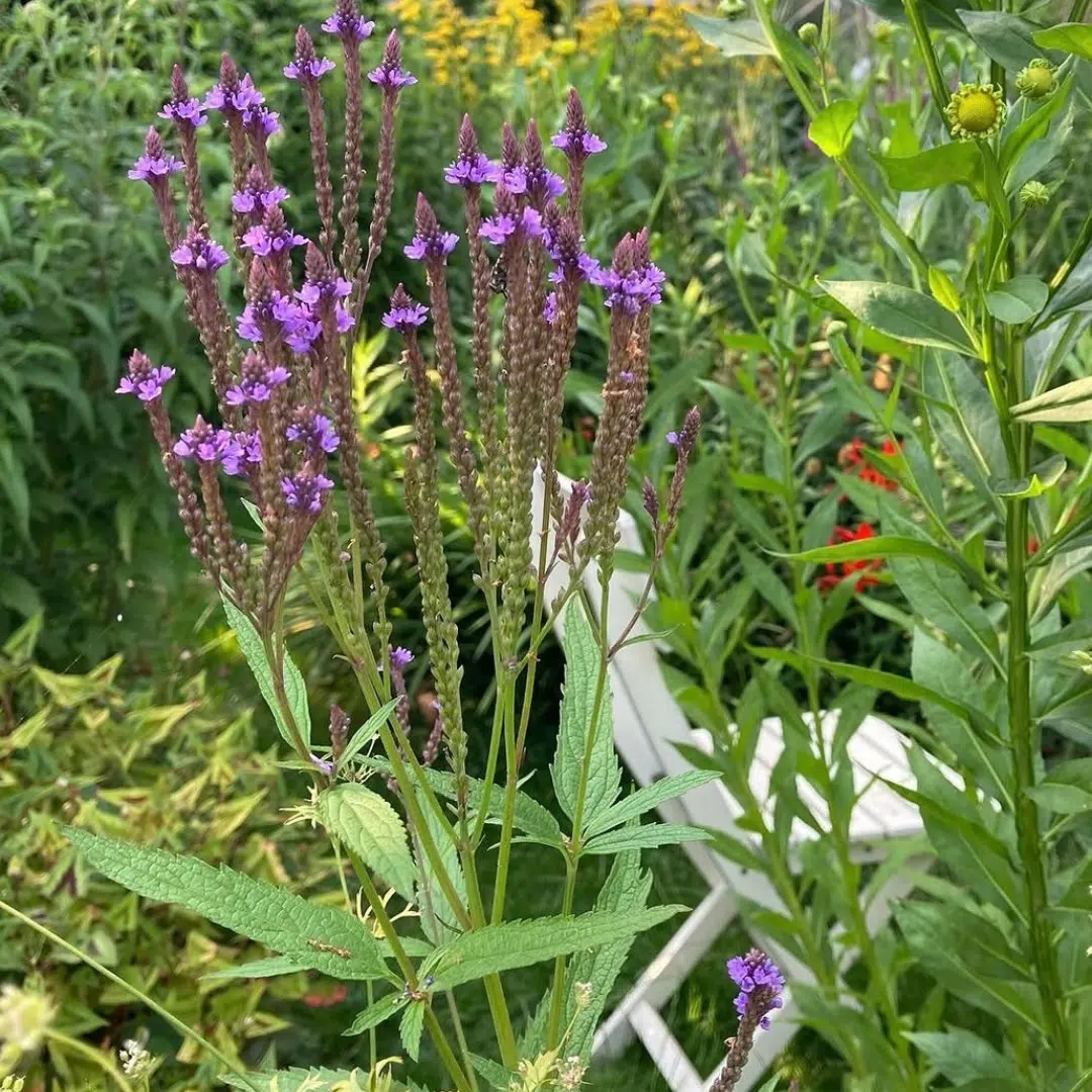 Verbena hastata (IJzerhard)