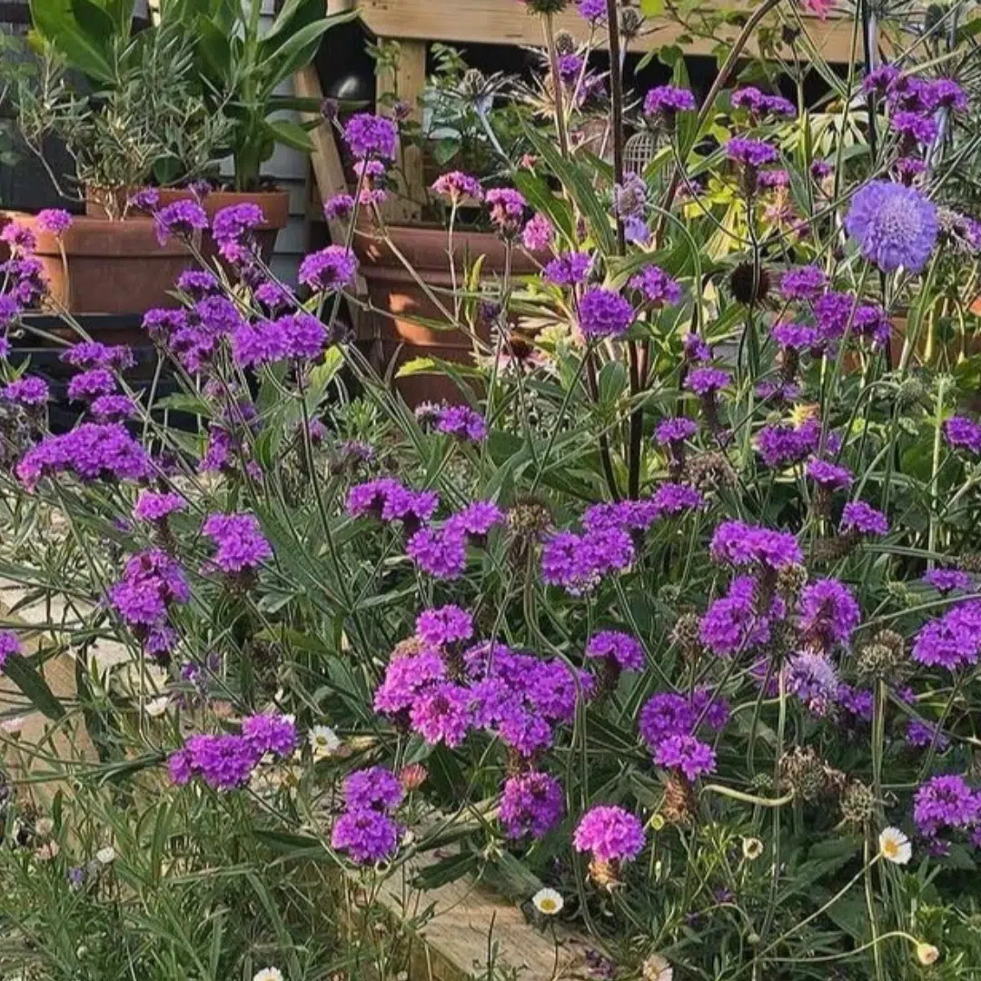 Verbena rigida (IJzerhard)