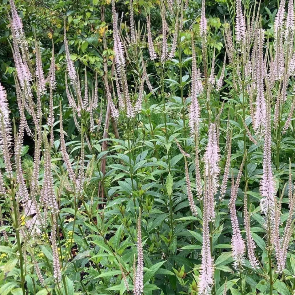 Veronicastrum virginicum Pink Glow (Virginische ereprijs)