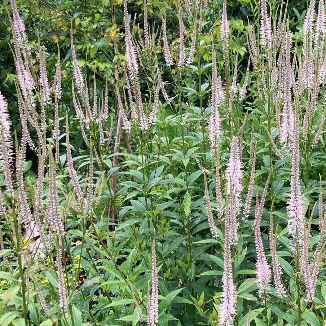 Veronicastrum virginicum Pink Glow (Virginische ereprijs)